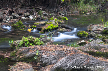 honey creek